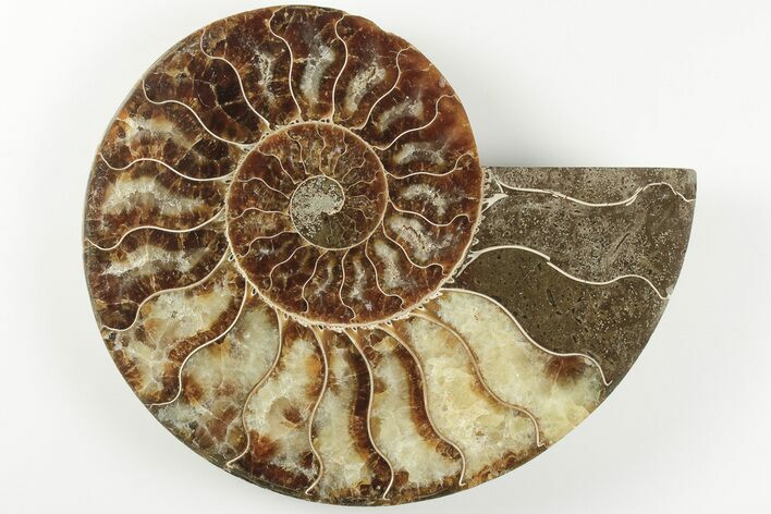 5.25" Cut & Polished Ammonite Fossil (Half) - Madagascar